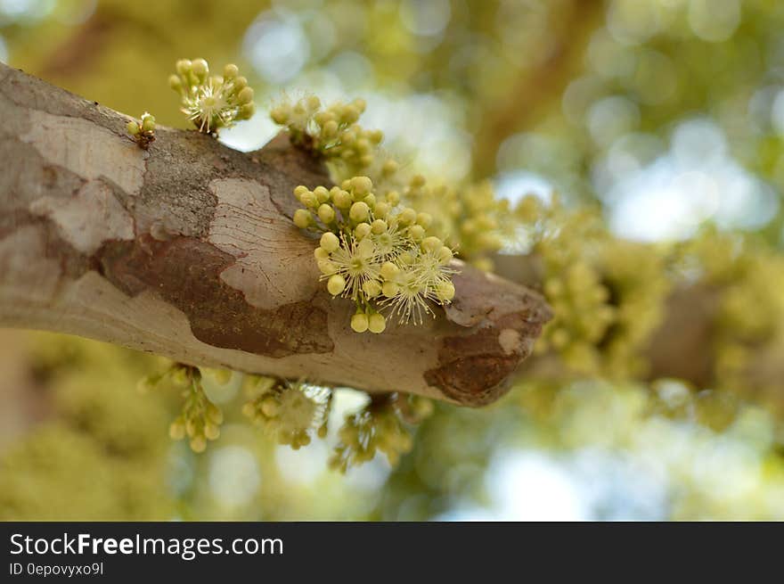 Close up of flower buds on tree branch in sunshine.