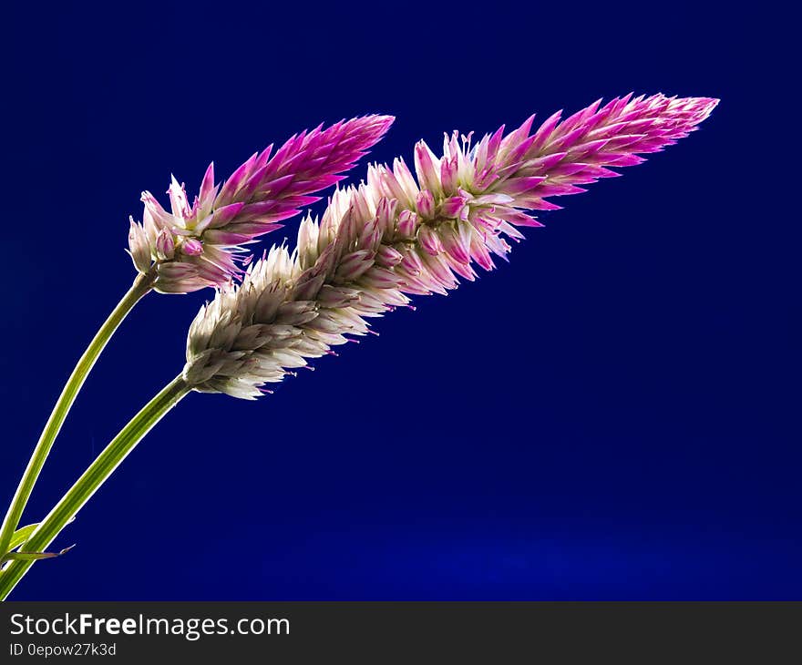 White and Purple Clustered Elongated Plant