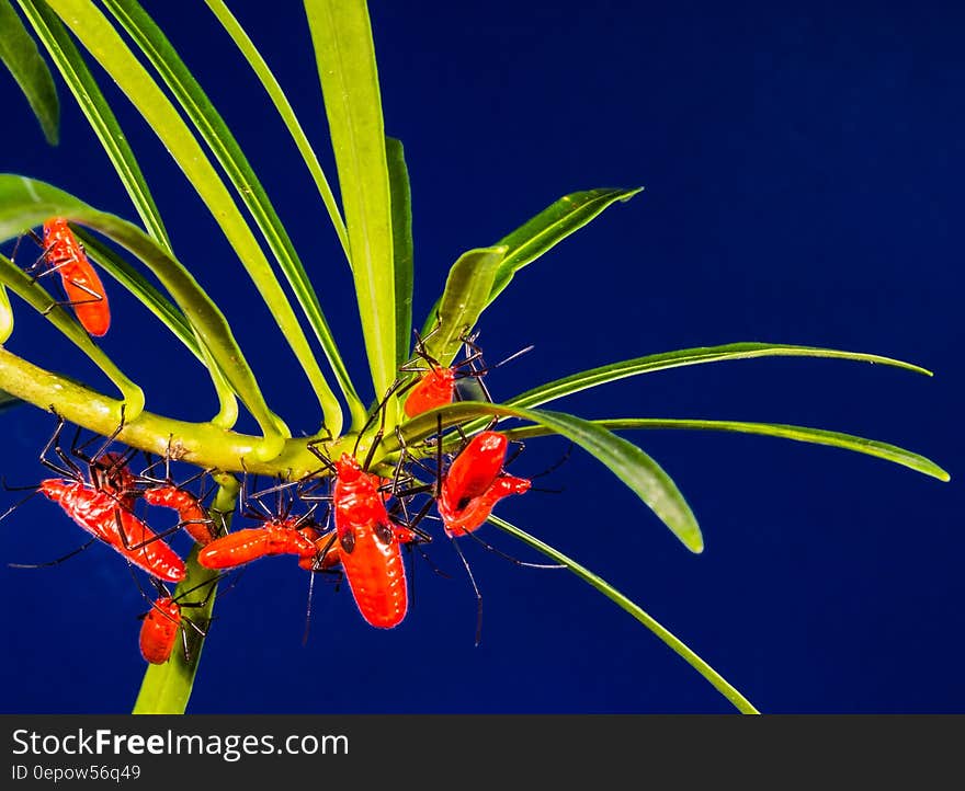 Red Insects on Green Leaves