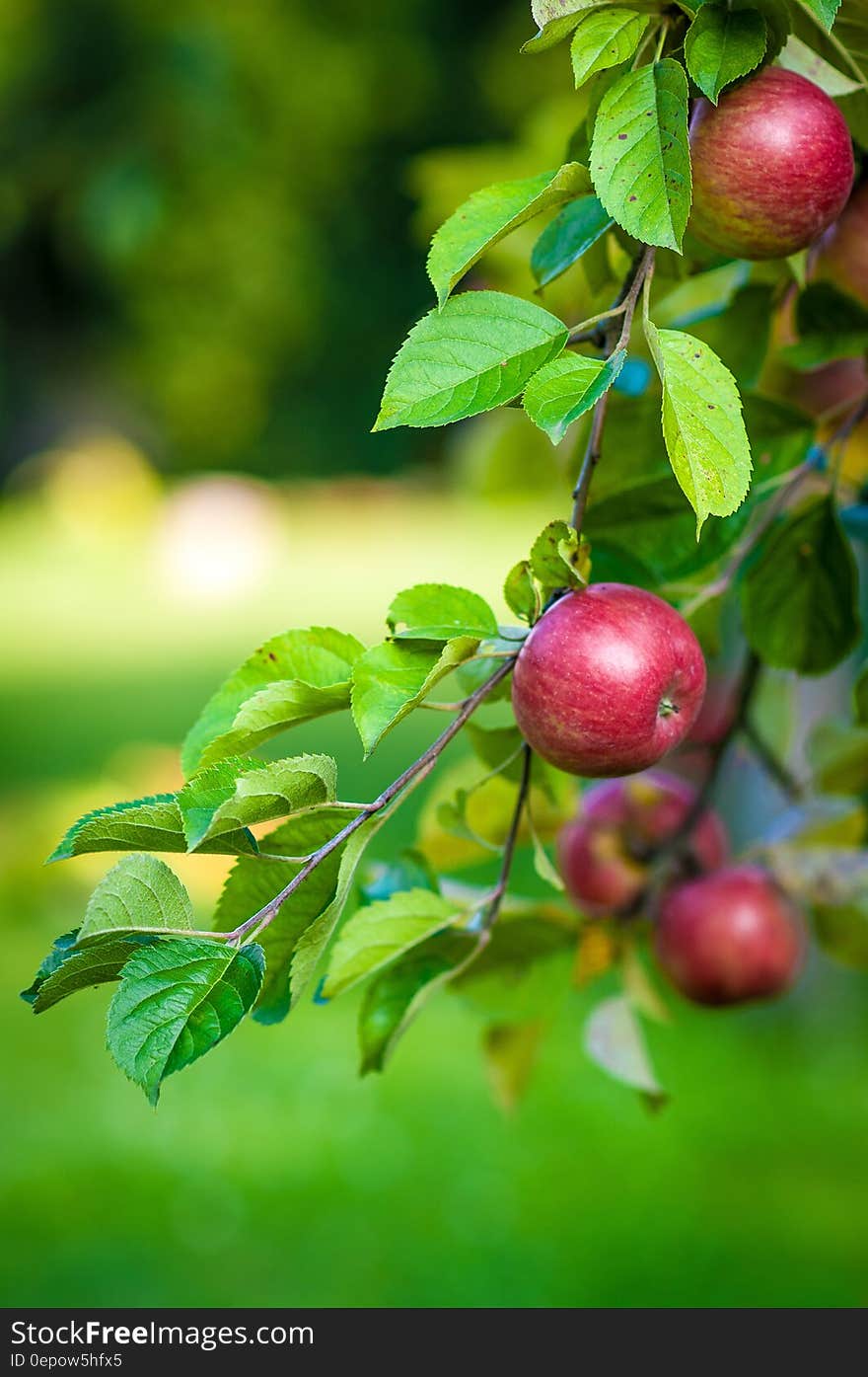 Green Leaves and Red Apple Fruit