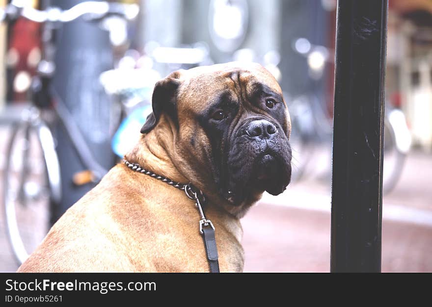 Brown Short Coated Dog