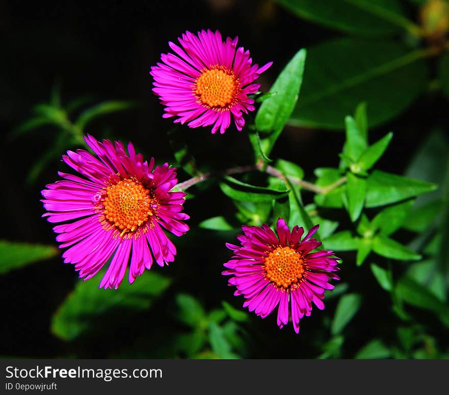 3 Pink and Brown Flower