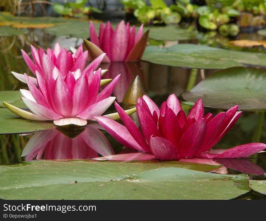 Pink and Green Water Lily