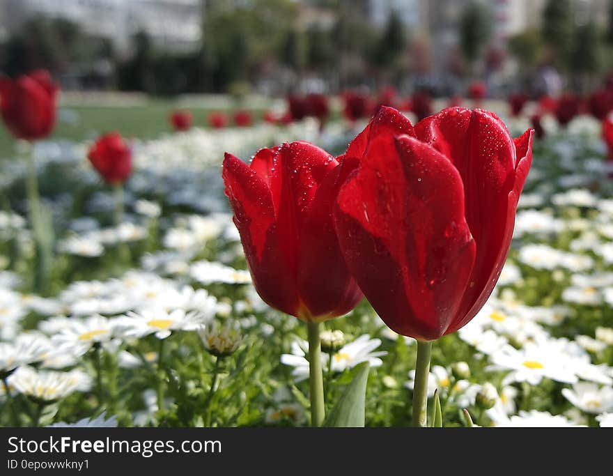 Red Petal Flower Near White Daisy