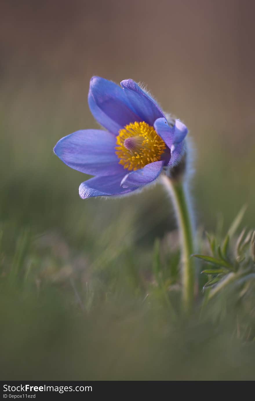 Purple Petaled Flower