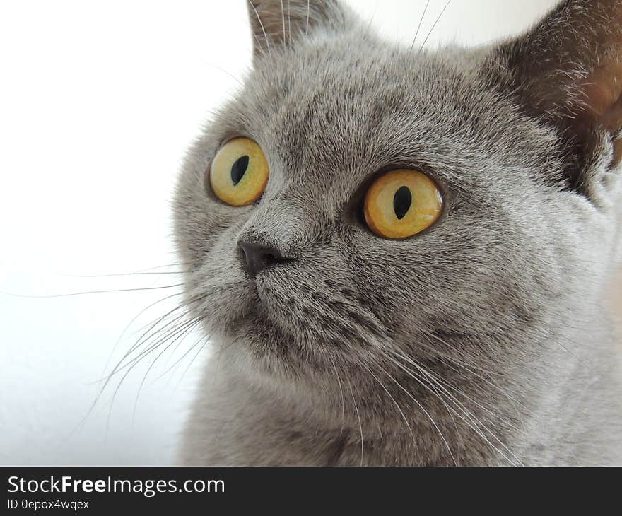 Close Up Photography of Russian Blue Cat