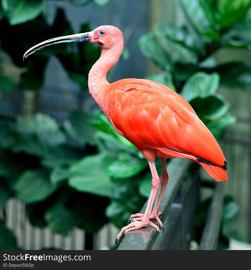 Red Bird Standing in a Metal Panel