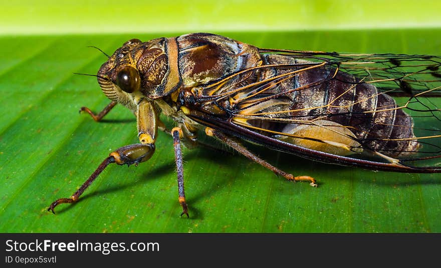 Macro close up of cicada on green sunny leaf. Macro close up of cicada on green sunny leaf.