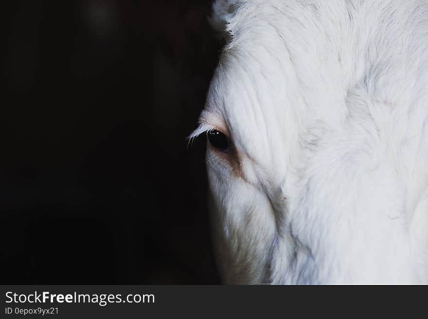 Animal Face Close Up Shot