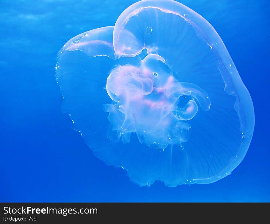 Translucent jellyfish swimming in blue waters. Translucent jellyfish swimming in blue waters.