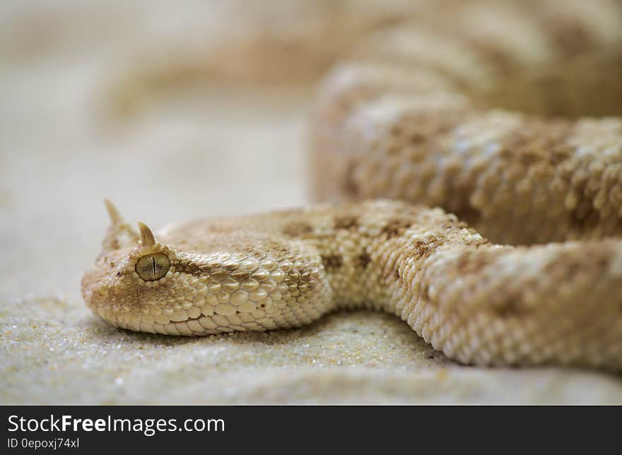 White Tan Snake