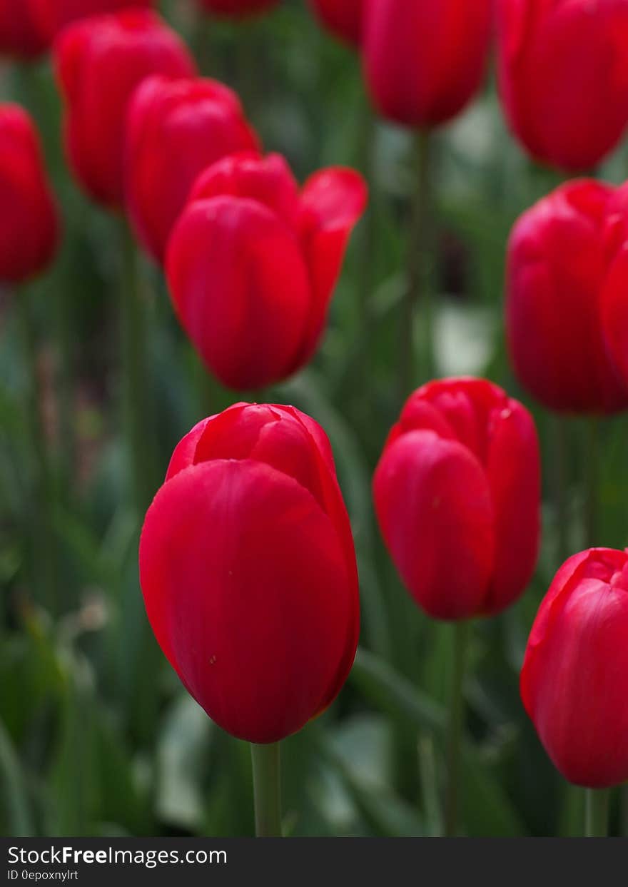 Red Tulips