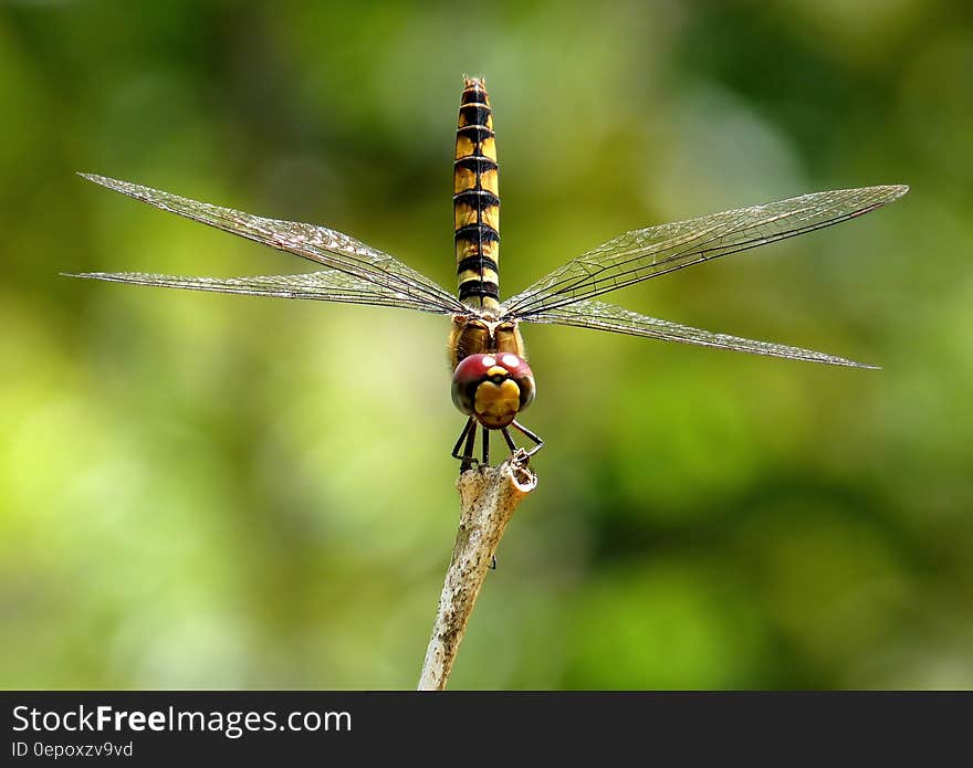 Shallow Focus Photography of Black and Yellow Dragonfly Parched on Brown Tree Trunk during Daytime