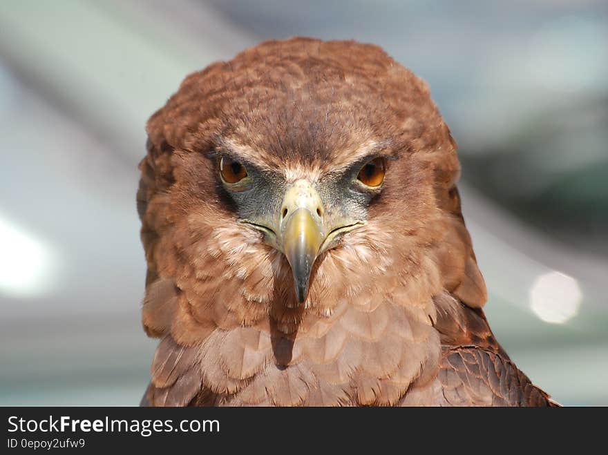 Portrait of brown hawk outdoors on sunny day. Portrait of brown hawk outdoors on sunny day.