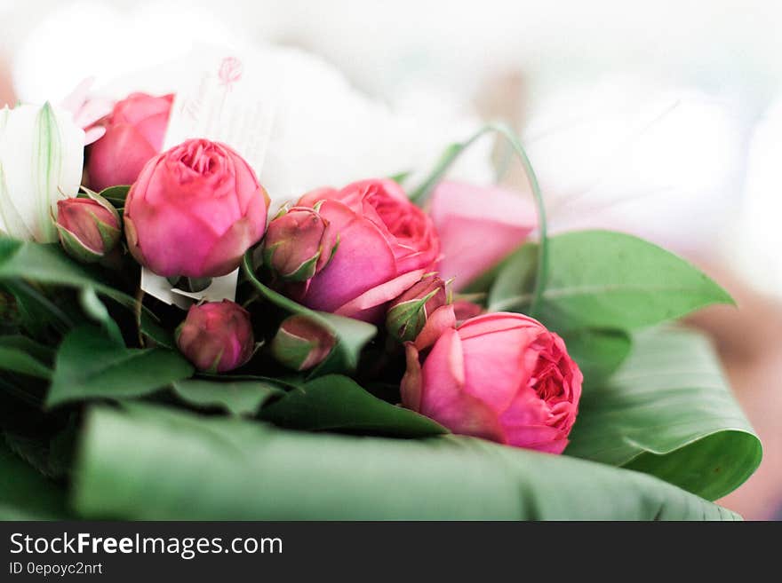 Pink Flowers and Green Leaves