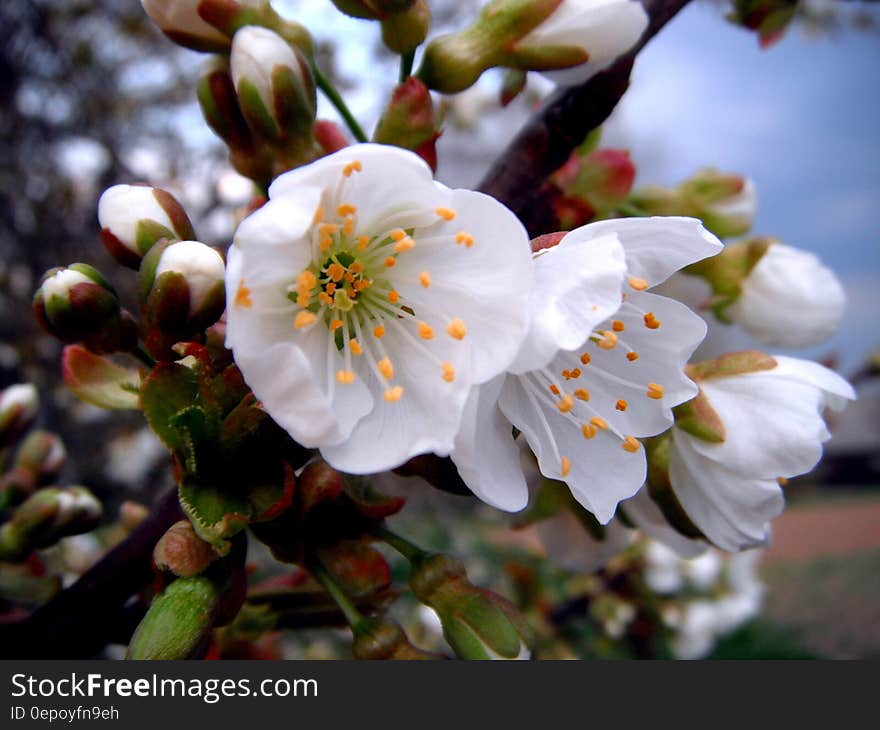 White Petaled Flower