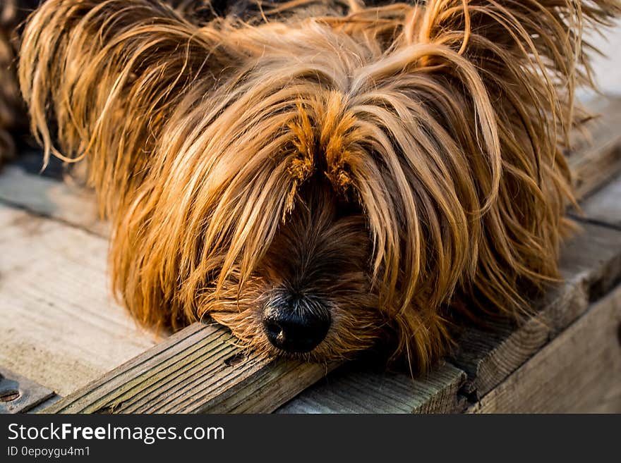 Tan Long Coat Dog Eyes Covered