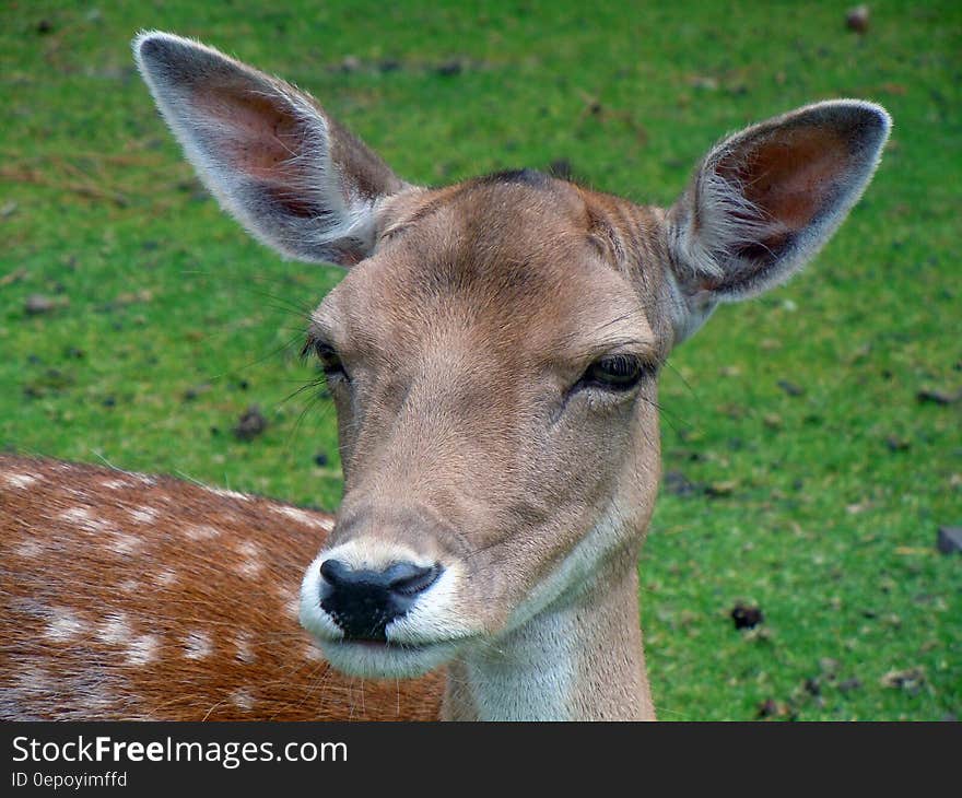 Portrait of young reindeer fawn in green lawn of petting zoo. Portrait of young reindeer fawn in green lawn of petting zoo.