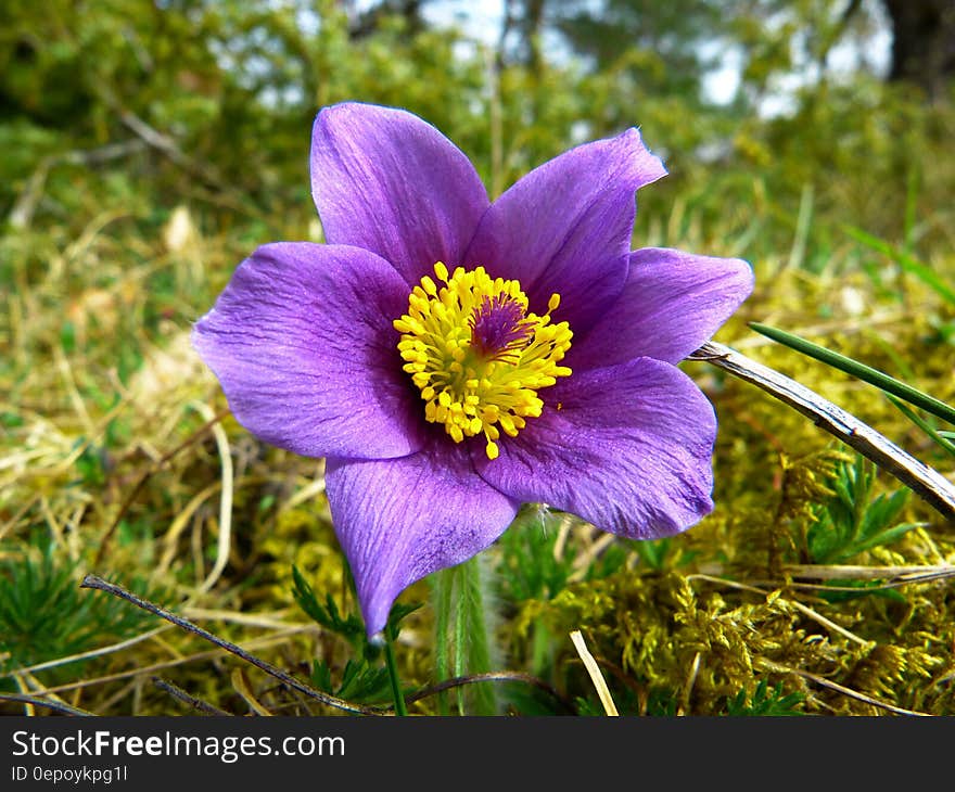 Purple and White Flower Surrounded by Green Grass