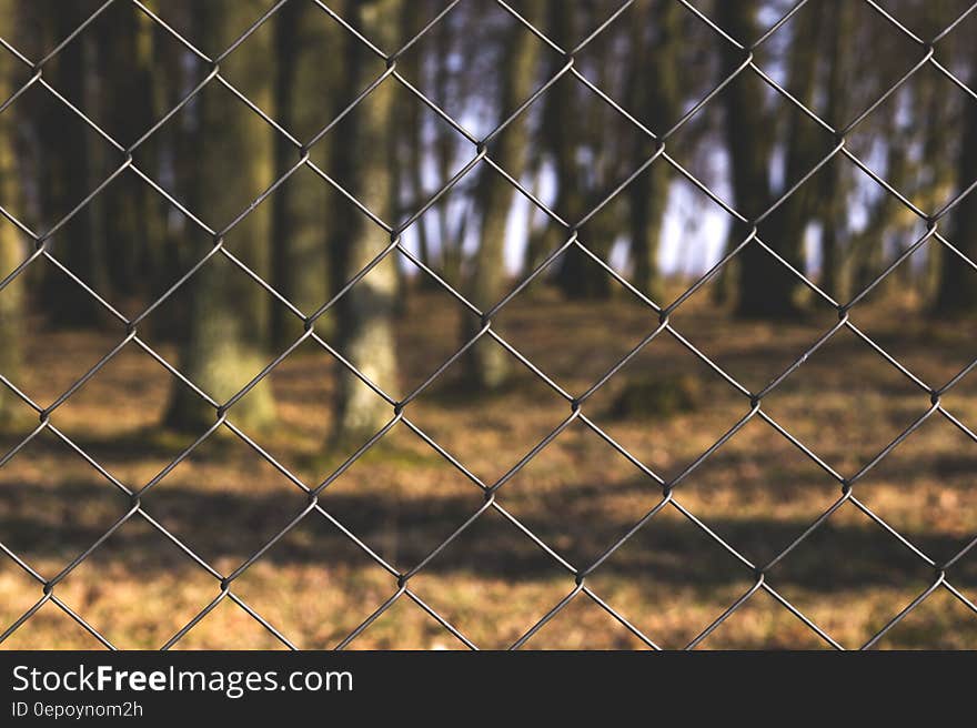 Black Steel Fence With Tree Trunks