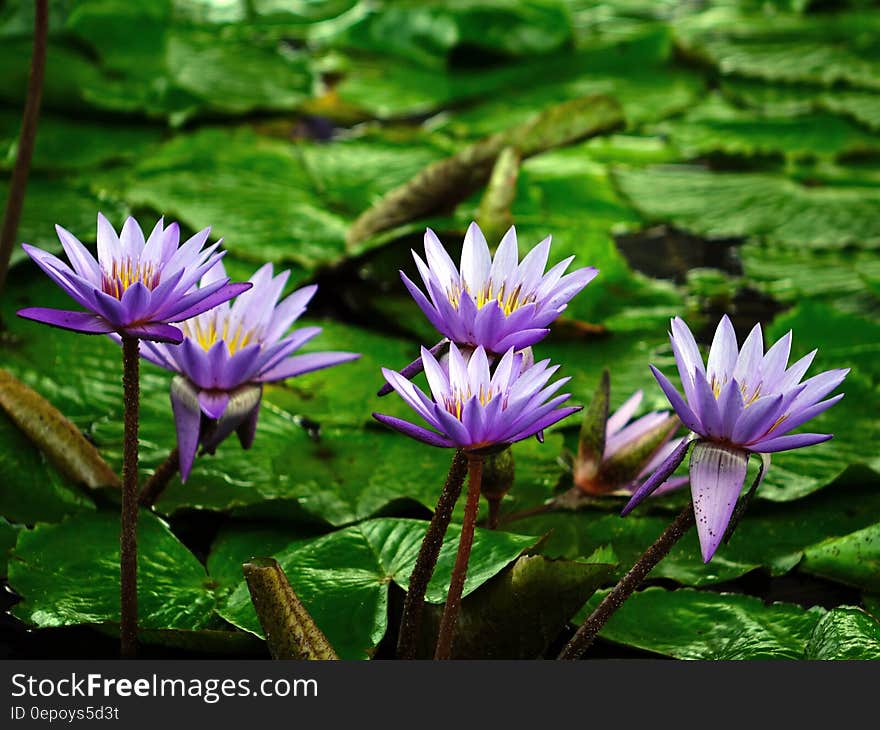 Purple and Green Flower