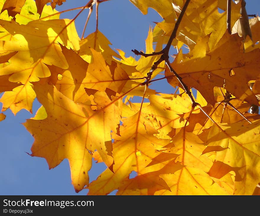 Photo of Yellow Leaves Under Sunny Day