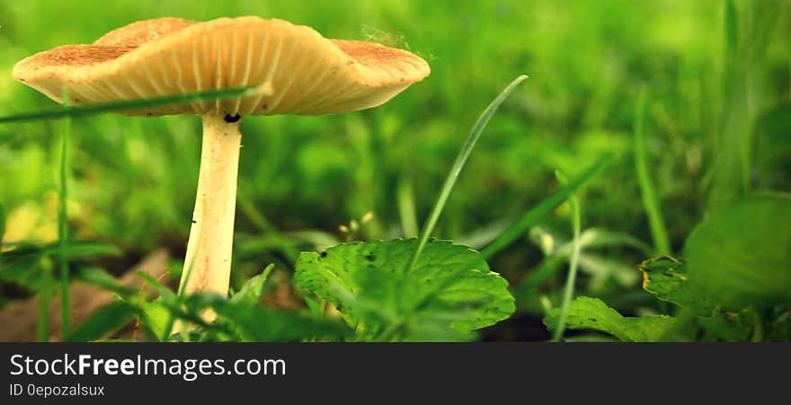 Green Leaf Plant With Mushroom