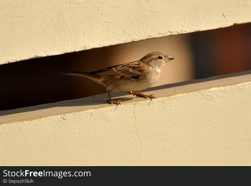 Brown and White Bird on White Wall Paint
