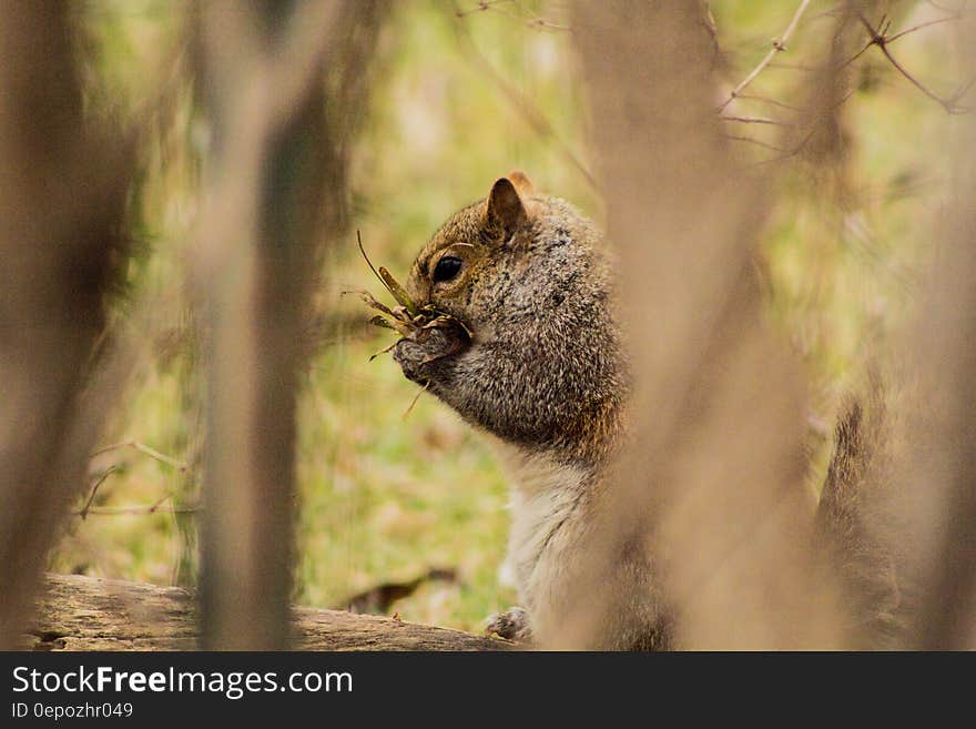 A grey squirrel eats nuts outdoors. A grey squirrel eats nuts outdoors.