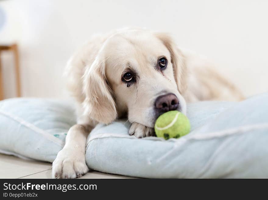 Yellow Tennis Ball in Front of the White Short Coated Dog