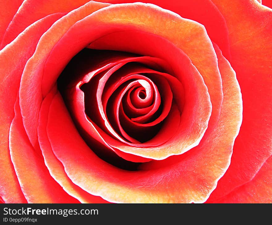 Red Rose in Macro Photography