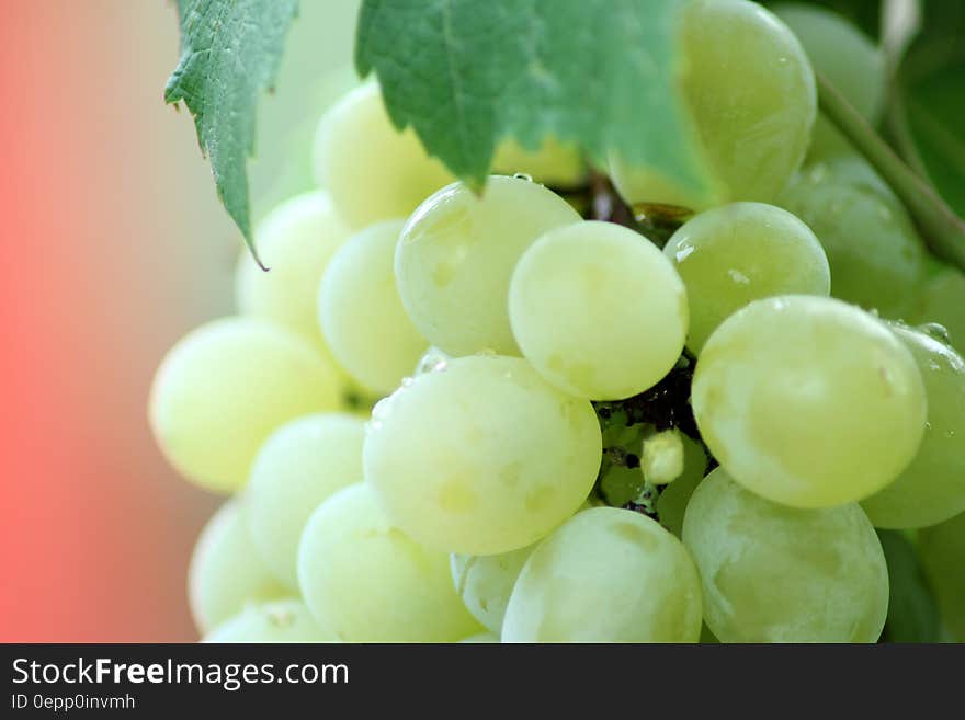 Close up of dew on green grapes on vine.