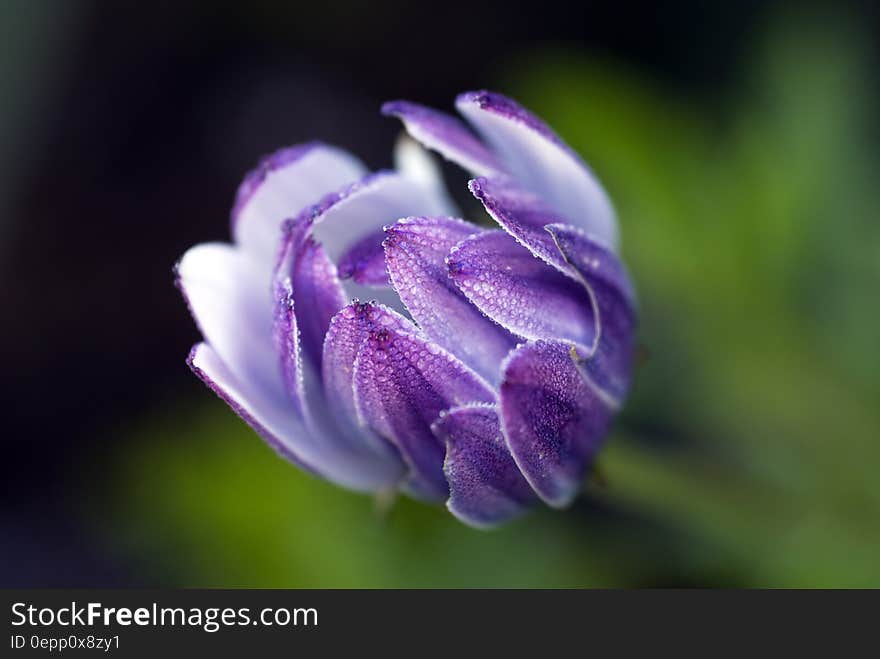 Purple Flower