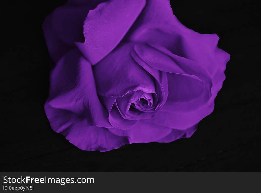 Purple Petaled Flower