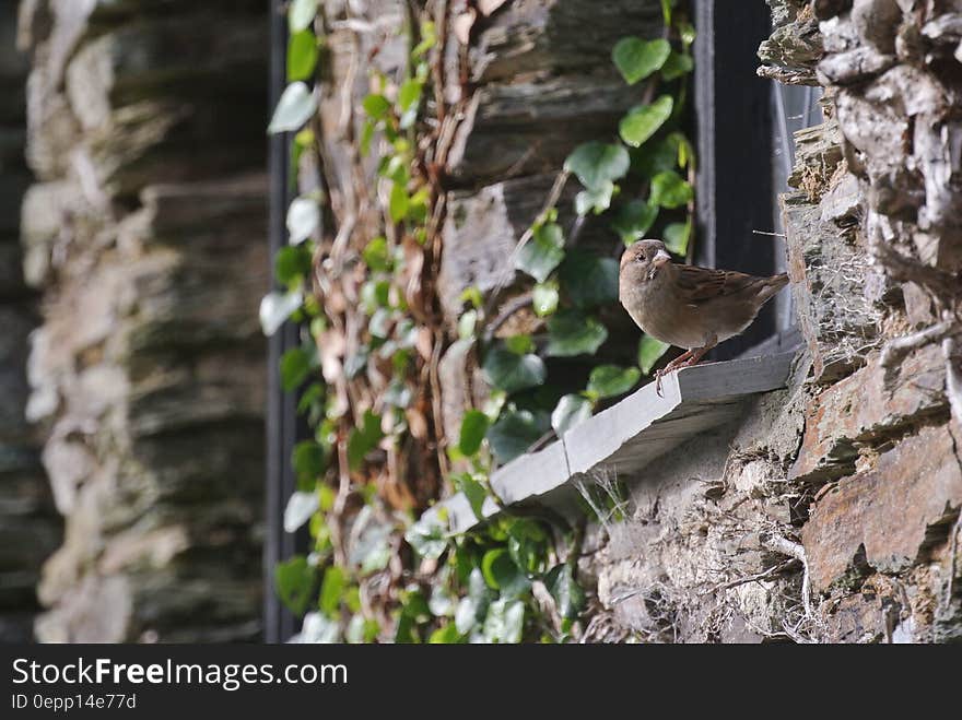 Brown Bird on Window