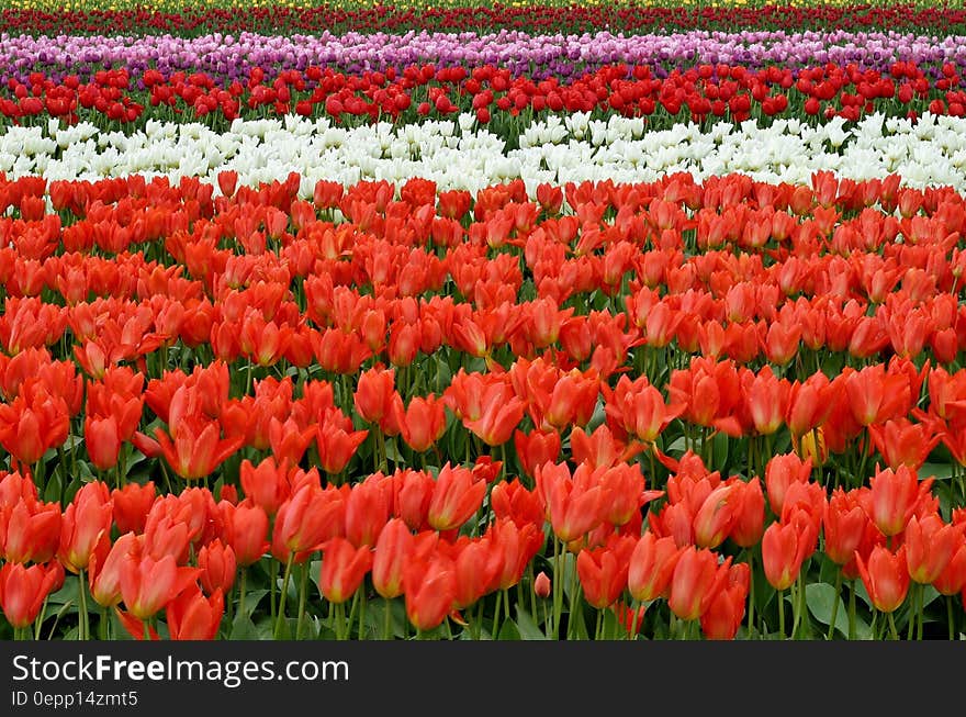 Red White and Pink Flower Fields during Daytime