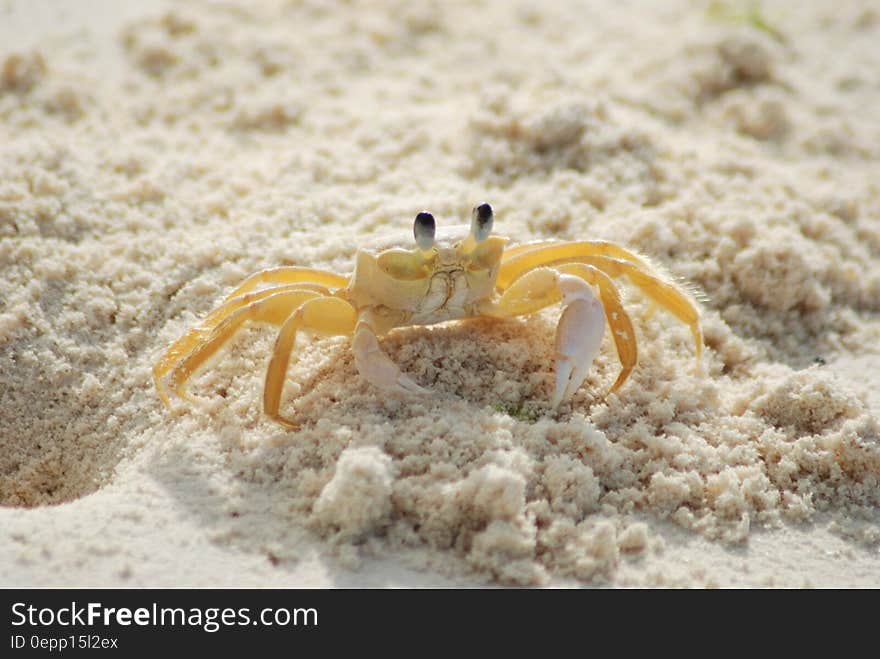 Yellow and White Crab on White Sand Beach during Daytime