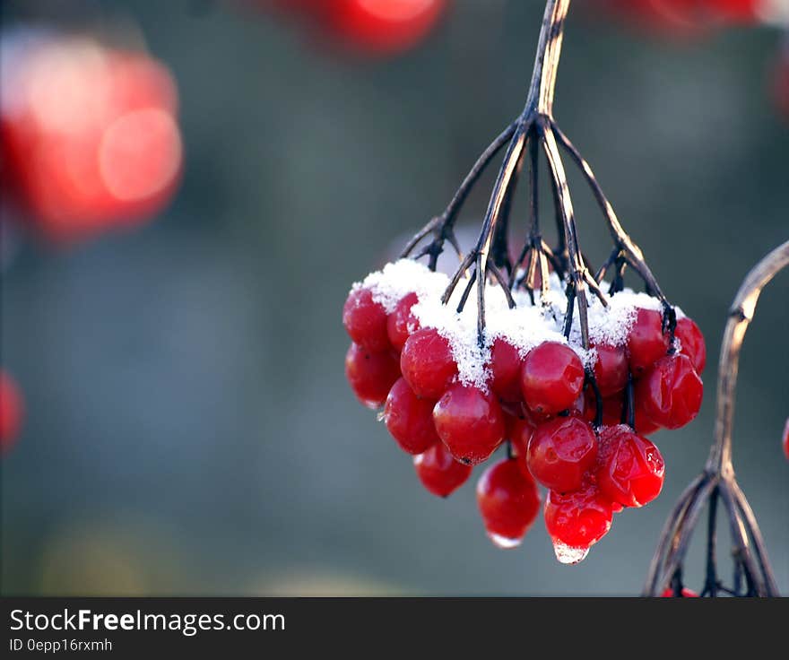 Red Round Fruit Near Each Other