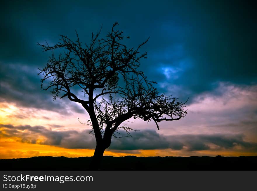 Silhouette of Bare Tree Under Dimmed Sky during Sunset