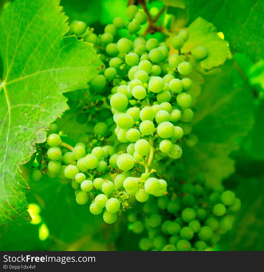 Close up of bunches of green grape on vine in vineyard. Close up of bunches of green grape on vine in vineyard.