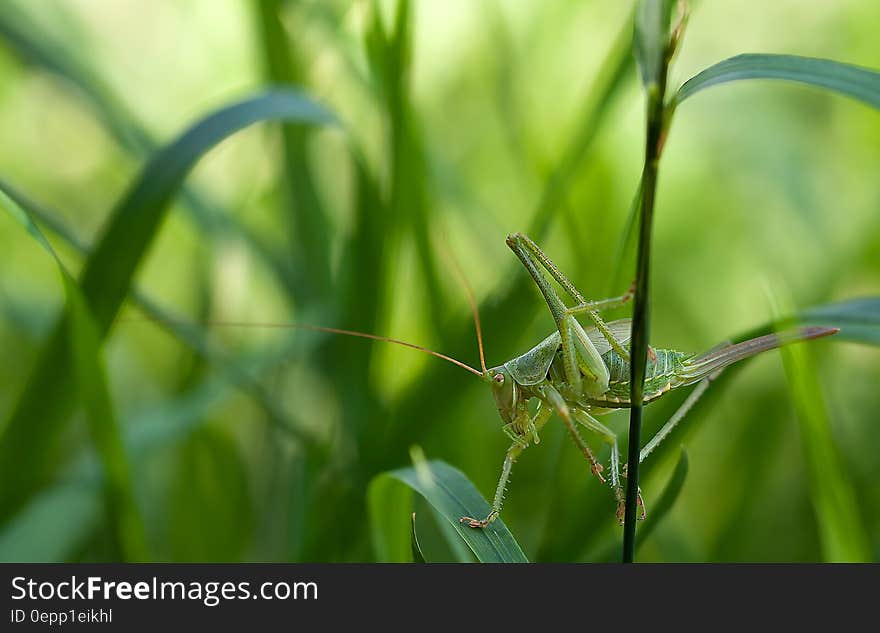 Green Grass Hopper on Green Leaf Grass