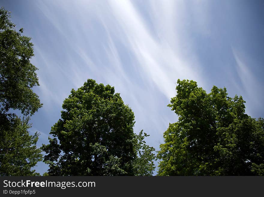 White clouds in blue skies over green tree tops. White clouds in blue skies over green tree tops.