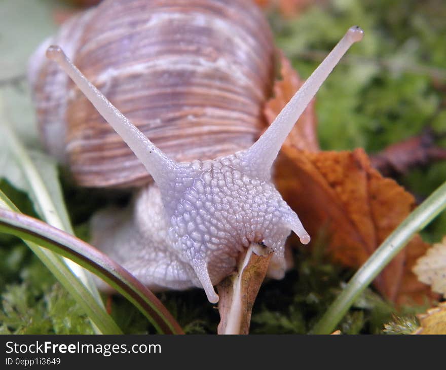 Brow and Purple Snail on Green Grass