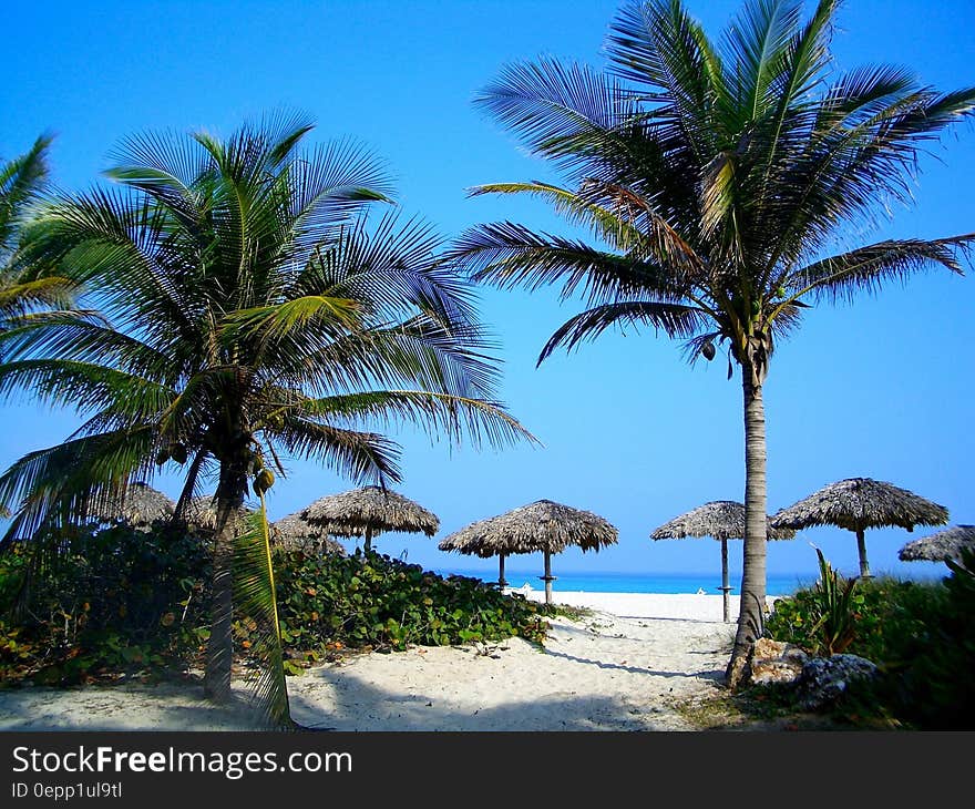 Green and Brown Palm Tree on White Sand