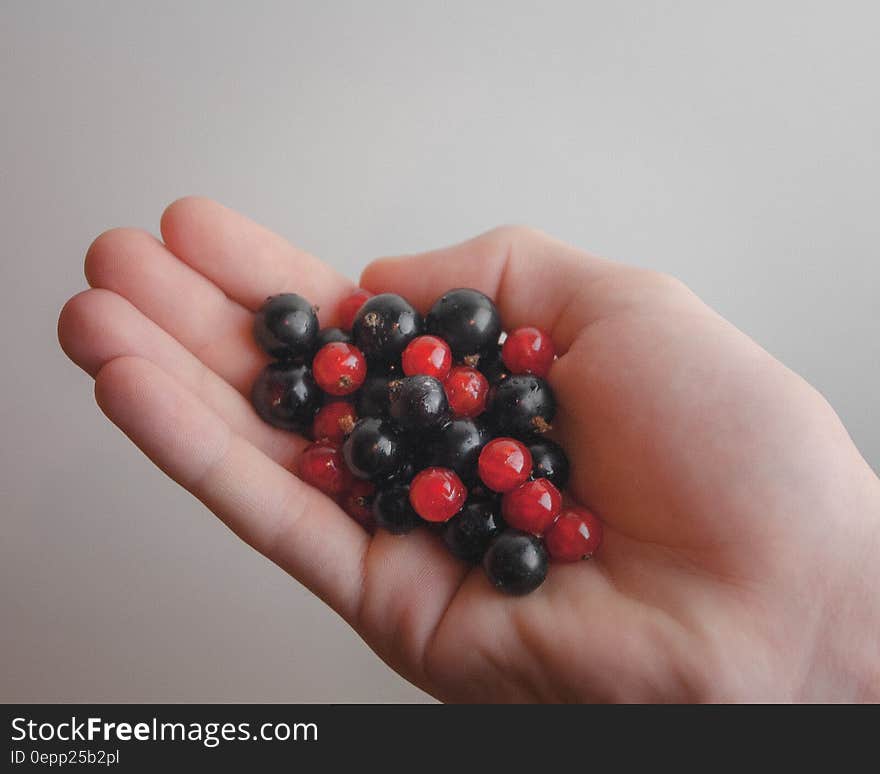 Hand holding black and red currants in open palm. Hand holding black and red currants in open palm.