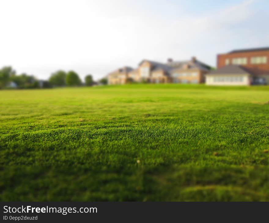 Close up of green lawn outside home on sunny day.