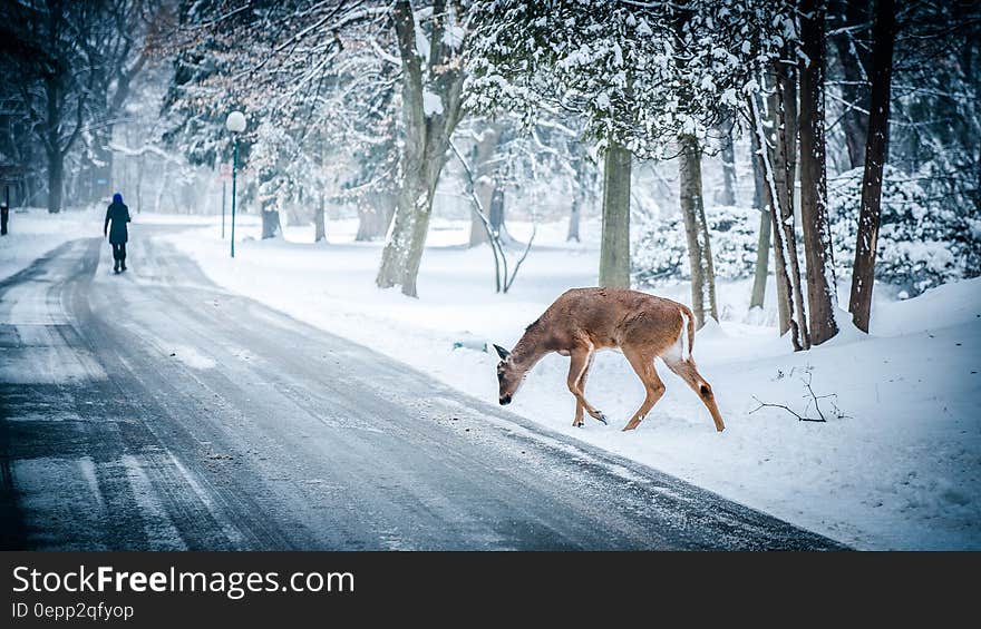 Deer along snowy road through forest behind person walking. Deer along snowy road through forest behind person walking.