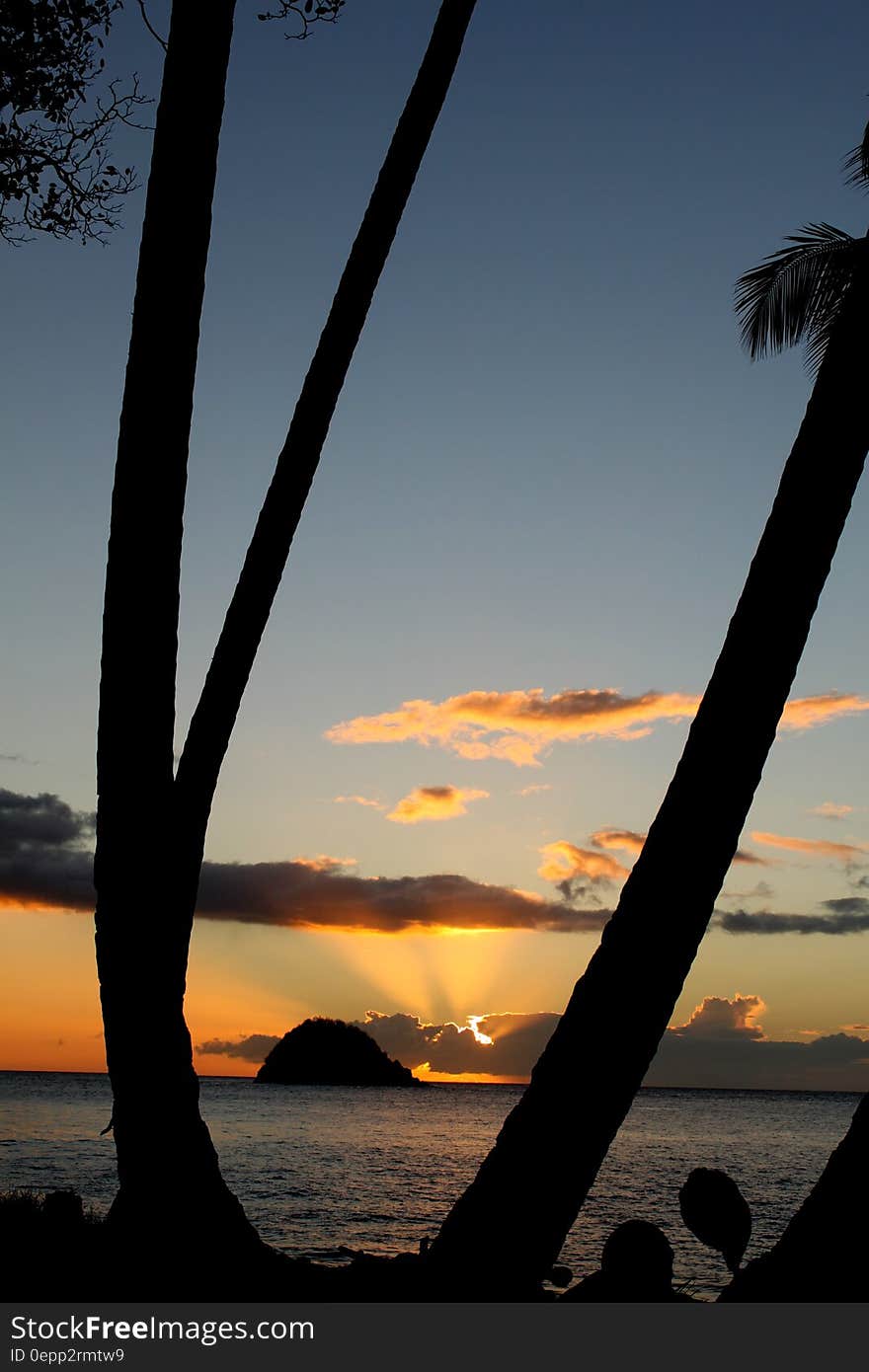 Brown Tree Near the Sea during Sunset