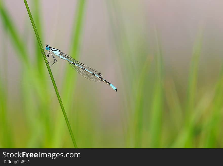 Blue Dragonfly