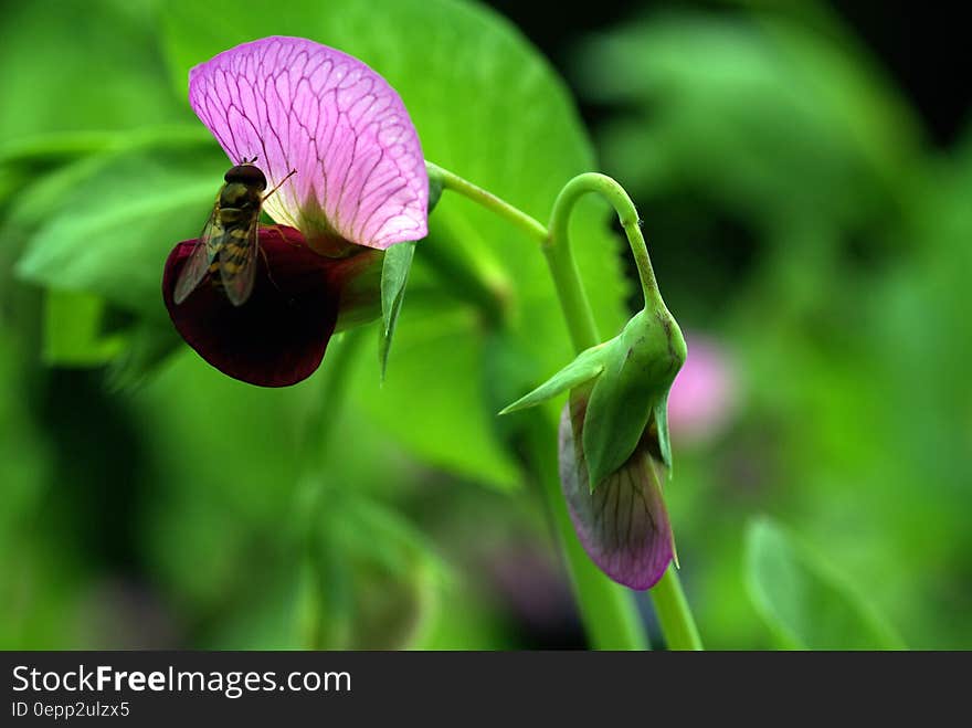 Green and Pink Flower